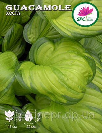 Хоста Guacamole, фото 1