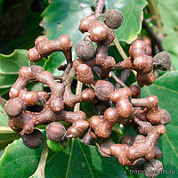 Цукеркове дерево або говенія солодка (Hovenia dulcis) насіння 2 шт