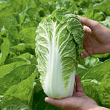 Насіння капусти пекінської, середньоранньої "Маноко" F1 (20 насінин) від Syngenta, Голландія, фото 2