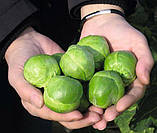 Насіння капусти брюссельської, ранньої "Франклін" F1 (20 насінин) від Bejo, Голландія, фото 2