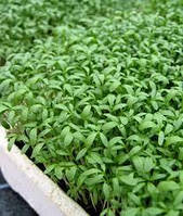 Семена Кресс-салат " Ажур" 300г посевные весовые семена кресс-салат