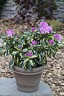 Рододендрон "Blattgold".
Rhododendron hybride "Blattgold".