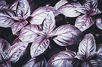 Семена Базилик фиолетовый "Ред Рубин" 200г посевные весовые семена базилик фиолетовый