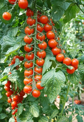 Насіння томату Старскрім F1 1000 сем Lark Seeds