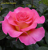 Роза Pink Paradise (Пинк Парадиз)