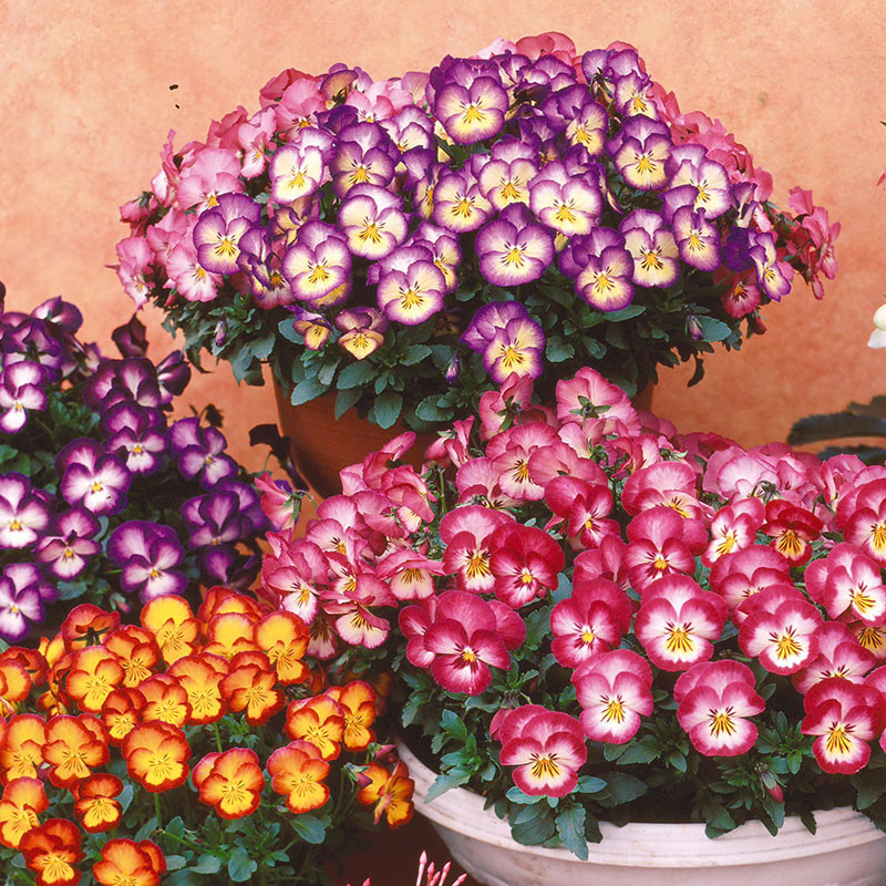 Віола Ultima 1000 шт Sakata Японія Radiance Mix, фото 1