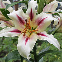 Лілія ОТ гібрид Nymph (Німф) 1 цибулина 14/16