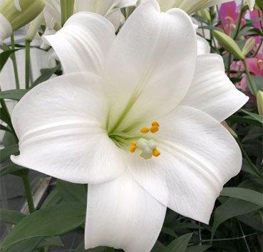 Лілія ЛО-гібрид Gizmo 18/20