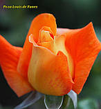 Троянда Louis de Funès (Луї де Фюнес), фото 2