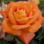 Троянда Louis de Funès (Луї де Фюнес), фото 3