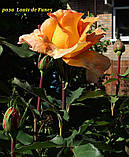 Троянда Louis de Funès (Луї де Фюнес), фото 5