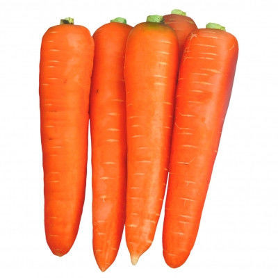 Насіння моркви Вікторія F1 (Abaco F1) 200 000 сем. 1,6-1,8 Seminis