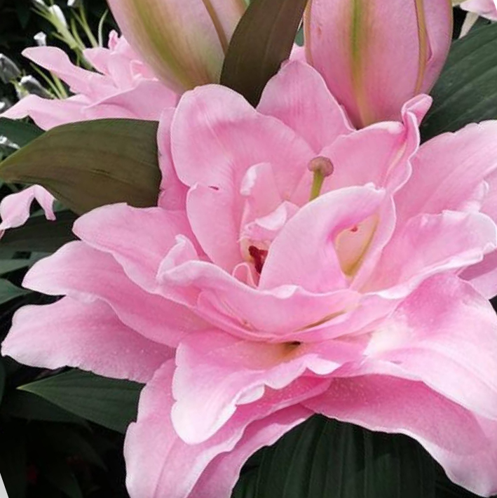 Лілія Махрова Східна Conamara 14/16