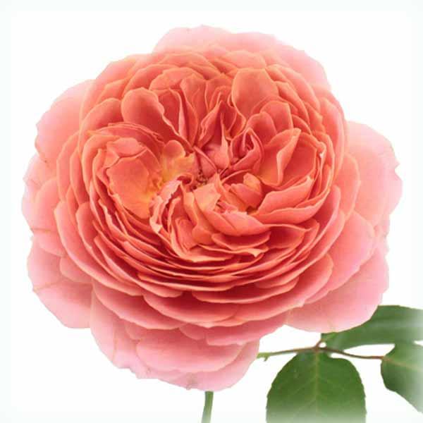 Троянда чайно-гібридна Романтик Антик (Romantic Antike), фото 1