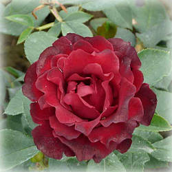 Троянда чайно-гібридна Хайнц Вінклер / Омаж е Барбара (Heinz Winkler)