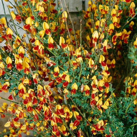 Ракитник "Andreanus"