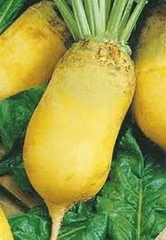 Екендорський корм. буряк 300 гр (СН)