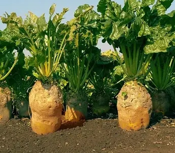 Урс 300 г (СН)