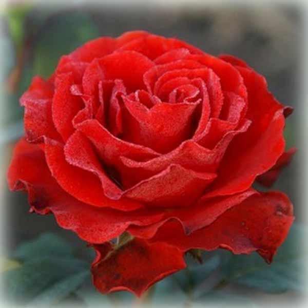 Троянда штамбова Ель Торо (El Toro), фото 1