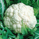 Насіння цвітної капусти Сніговий гігант 10 г середньорання, фото 2