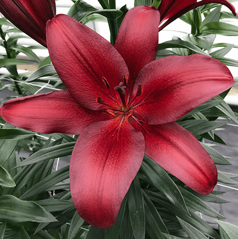 Лілія ТА-гібрид Orfeo 16/18