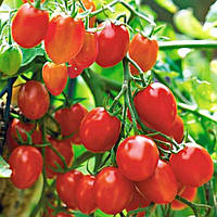 Семена томатов  Рио Гранде  Rio Grande Детерминантный - 20 шт Франція