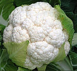 Насіння цвітної капусти Чотири сезони 10 г середньостигла, фото 2