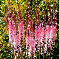 Еремурус Романс