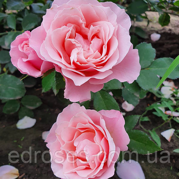 Дафна - Daphne (Shrub Rose): описание, характеристики и отзывы с фото