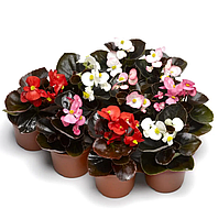 Бегония Syngenta Bada Boom MIX 1000 нас драже