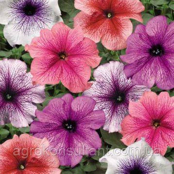 Насіння петунії Браво F1 (суміш), 20 насінин — ранньоквітуча петунія грандіфлора