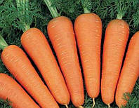 Семена морковь " Красавка" 500г скороспелый сорт весовые семена морковь