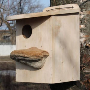 Липовий білчатник (8005)