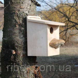 Липовий білчатник (8005), фото 4