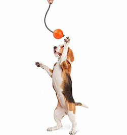 Іграшки для собак