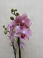 Орхидея на 2 веточки