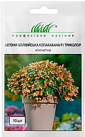 Бегонія болівійська помаранчева Копакабана F1 10 шт