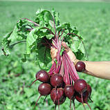 Насіння буряка ультрараннього, столового "Водан" F1 (20 г) від Bejo, Голландія, фото 2