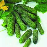Насіння огірка раннього, самозапильного "Пасалімо" F1 (100 насінин) від Syngenta, Голландія, фото 2