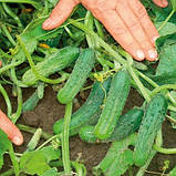 Насіння огірка самозапильного "Пучіні" F1 (20 насінин) від Rijk Zwaan, Голландія, фото 2