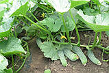 Насіння огірка самозапильного "Пучіні" F1 (20 насінин) від Rijk Zwaan, Голландія, фото 3