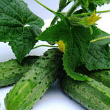 Насіння огірка ультрараннього, для відкритого грунту "Регал" F1 (20 насінин) від Clause, Франція, фото 2