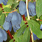 Саджанці жимолості їстівної Бореал Бліззард (Boreal Blizzard) - пізній, великоплідний (2-х річна) С1, фото 2