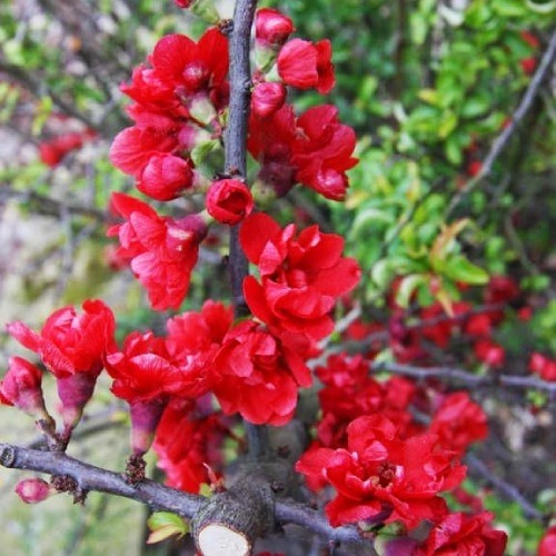 Хеномелес "Red Joy
