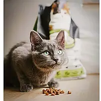 Корм для кошенят зі свіжого м'яса курки Oven-Baked Tradition 1.13 кг, фото 4