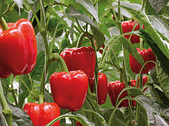 Насіння солодкого перцю Прокрафт F1 (Prokraft F1) Enza Zaden 500