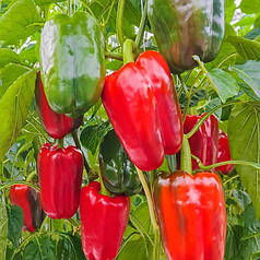 Насіння солодкого перцю Клерені F1 (Сlarany F1) Enza Zaden 500
