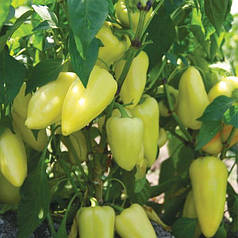 Насіння болгарського перцю Лотта F1 (Lotta F1) Enza Zaden 500