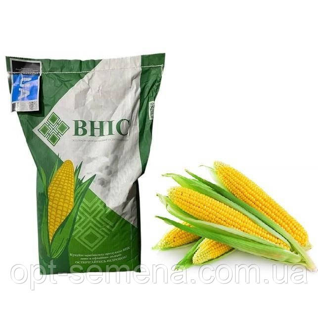Насіння кукурудзи Гран 6 (ВНІС) ФАО 300
