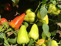 Насіння солодкого перцю Кантата F1 (Kantatta F1) Enza Zaden 500